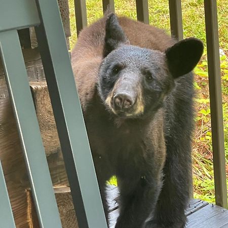 Bears Among Us Villa Gatlinburg Ngoại thất bức ảnh