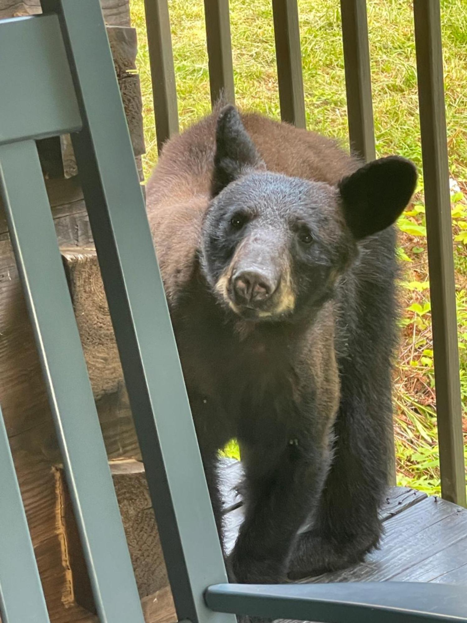 Bears Among Us Villa Gatlinburg Ngoại thất bức ảnh