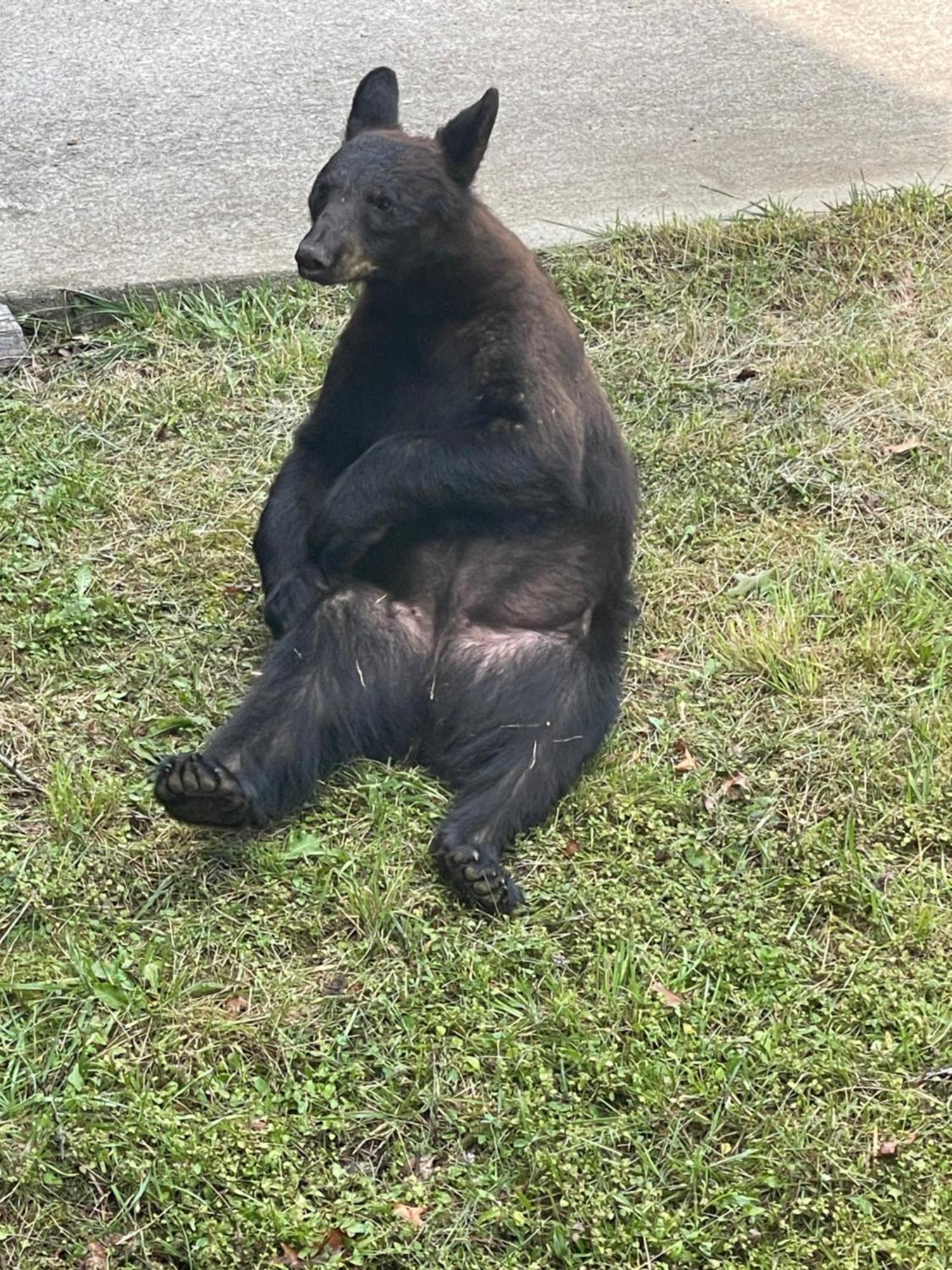 Bears Among Us Villa Gatlinburg Ngoại thất bức ảnh