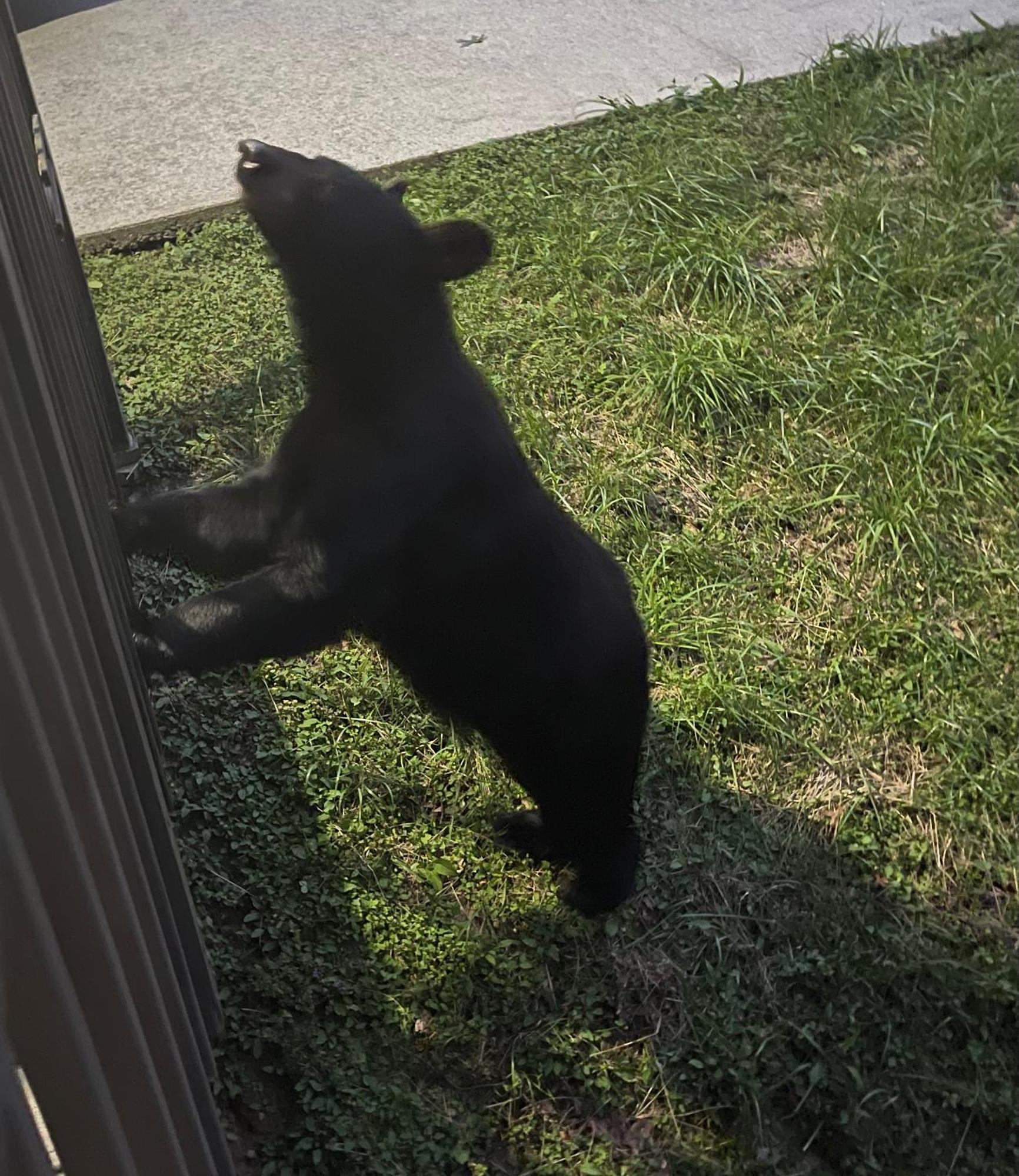 Bears Among Us Villa Gatlinburg Ngoại thất bức ảnh